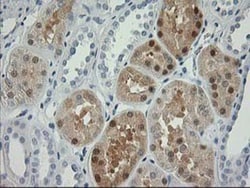 Nudel Antibody (OTI5E11), Novus Biologicals 0.1mL; Unlabeled:Antibodies,