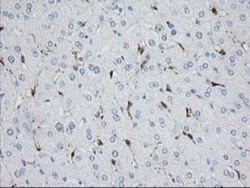 Nudel Antibody (OTI5E11), Novus Biologicals 0.1mL; Unlabeled:Antibodies,