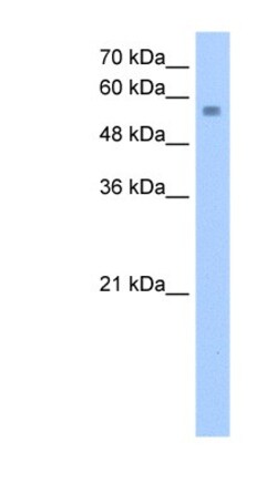 NUDT12 Antibody, Novus Biologicals:Antibodies:Primary Antibodies