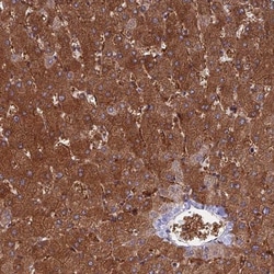 NUDT16L1 Antibody, Novus Biologicals 0.1mL; Unlabeled:Antibodies, Polyclonal