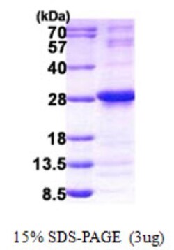 Novus Biologicals&trade;&nbsp;Recombinant Human NUDT4 His Protein