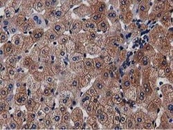 NUDT6 Antibody (OTI9D12), Novus Biologicals 0.1mL; Unlabeled:Antibodies,