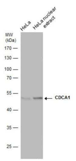 Nuf2 Antibody (312), Novus Biologicals 0.1mL; Unlabeled:Antibodies, Monoclonal