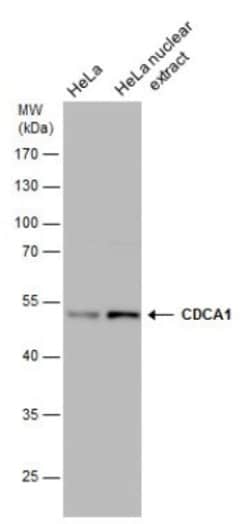 Nuf2 Antibody (644), Novus Biologicals 0.1mL; Unlabeled:Antibodies, Monoclonal