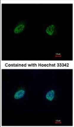 NUFIP1 Antibody, Novus Biologicals 0.1mL; Unlabeled:Antibodies, Polyclonal