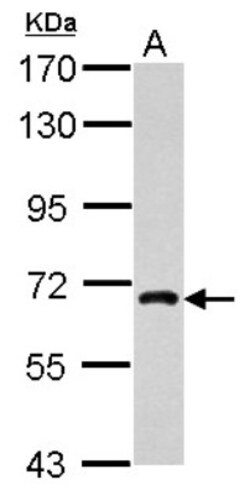 NUFIP1 Antibody, Novus Biologicals 0.1mL; Unlabeled:Antibodies, Polyclonal