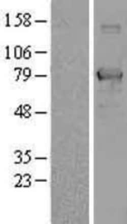 Novus Biologicals&trade;&nbsp;NULP1 Overexpression Lysate