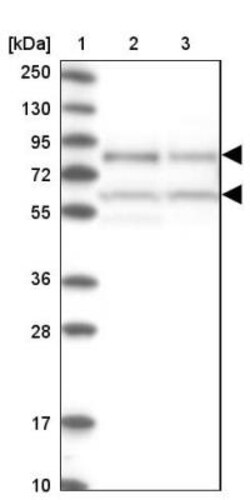 NULP1 Antibody, Novus Biologicals 25 &mu;L, Unconjugated:Antibodies, Polyclonal