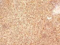 NuMA Antibody, Novus Biologicals 0.025mL; Unlabeled:Antibodies, Polyclonal