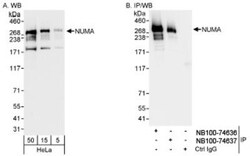 NuMA Antibody, Novus Biologicals 0.1mL; Unlabeled:Antibodies, Polyclonal