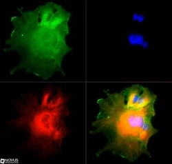 Numb Antibody, Novus Biologicals 0.025mL; Unlabeled:Antibodies, Polyclonal