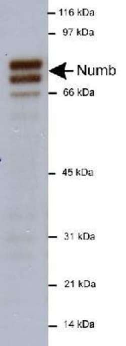 Numb Antibody, Novus Biologicals 0.025mL; Unlabeled:Antibodies, Polyclonal