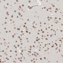 Nup153 Antibody, Novus Biologicals:Antibodies:Primary Antibodies