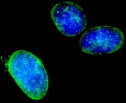 NUP214 Antibody, Novus Biologicals 0.1mL; Unlabeled:Antibodies, Polyclonal