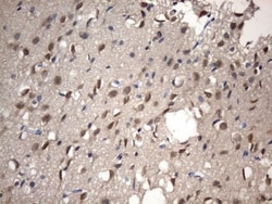 NUP43 Antibody (OTI6F8), Novus Biologicals 0.1mL; Unlabeled:Antibodies,
