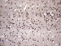 NUP43 Antibody (OTI6F8), Novus Biologicals 0.1mL; Unlabeled:Antibodies,