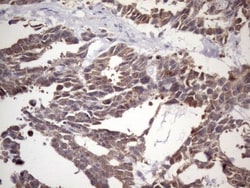 NUP43 Antibody (OTI6F8), Novus Biologicals 0.1mL; Unlabeled:Antibodies,