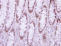 NUP50 Antibody, Novus Biologicals 0.1mL; Unlabeled:Antibodies, Polyclonal
