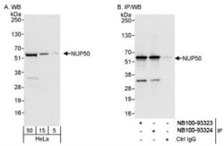 NUP50 Antibody, Novus Biologicals 0.1mL; Unlabeled:Antibodies, Polyclonal