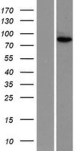 Novus Biologicals&trade;&nbsp;NUP88 Overexpression Lysate
