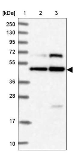 NUPL1 Antibody, Novus Biologicals:Antibodies:Primary Antibodies