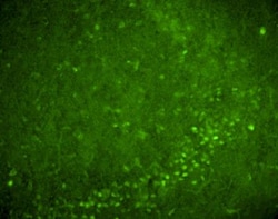 Nurr1/NGFI-B beta/NR4A2 Antibody - BSA Free, Novus Biologicals 0.1 mg;