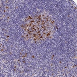 NUSAP1 Antibody, Novus Biologicals 0.1mL; Unlabeled:Antibodies, Polyclonal
