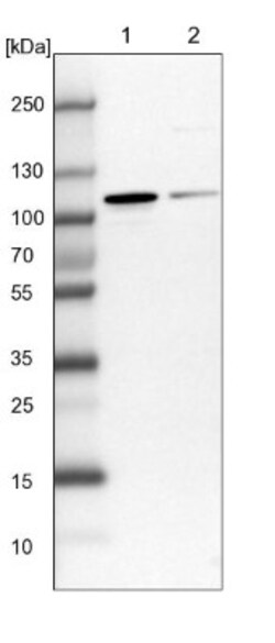 NVL Antibody, Novus Biologicals 0.1mL; Unlabeled:Antibodies, Polyclonal