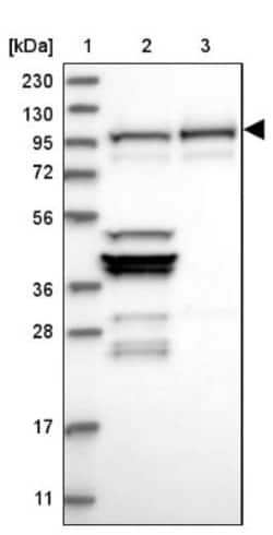 NVL Antibody, Novus Biologicals 25 &mu;L, Unlabeled:Antibodies, Polyclonal