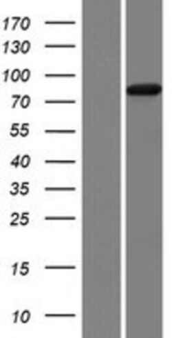 Novus Biologicals™ NVL Overexpression Lysate