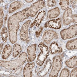 NVL Antibody, Novus Biologicals 0.1mL; Unlabeled:Antibodies, Polyclonal