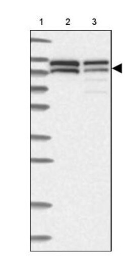 NVL Antibody, Novus Biologicals 0.1mL; Unlabeled:Antibodies, Polyclonal
