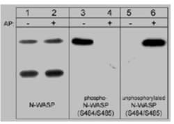 N-WASP, p Ser484, p Ser485 Antibody, Novus Biologicals:Antibodies:Primary