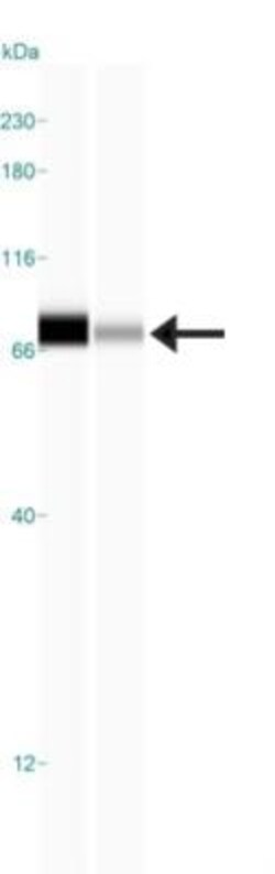 N-WASP Antibody, Novus Biologicals 0.1mL; Unlabeled:Antibodies, Polyclonal
