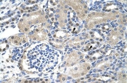 NXF1 Antibody, Novus Biologicals 0.1mg; Unlabeled:Antibodies, Polyclonal