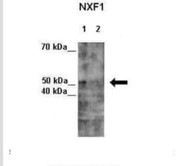 NXF1 Antibody, Novus Biologicals 0.1mg; Unlabeled:Antibodies, Polyclonal