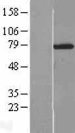 Novus Biologicals&trade;&nbsp;NXF2 Overexpression Lysate