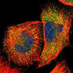 NXF3 Antibody, Novus Biologicals:Antibodies:Primary Antibodies