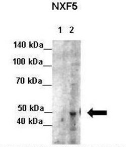 NXF5 Antibody, Novus Biologicals:Antibodies:Primary Antibodies