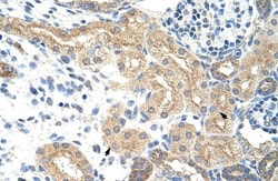 NXF5 Antibody, Novus Biologicals:Antibodies:Primary Antibodies