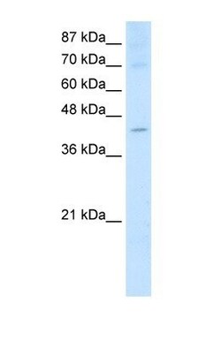 NXF5 Antibody, Novus Biologicals:Antibodies:Primary Antibodies