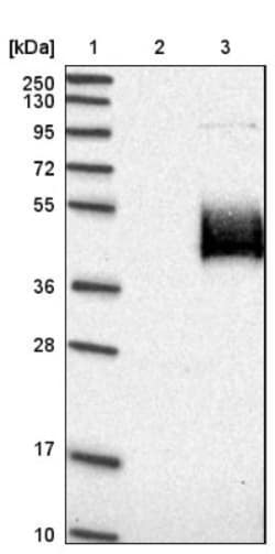 Neurexophilin-1 Antibody, Novus Biologicals 25 &mu;L | Buy Online | Novus Biologicals | Fisher Scientific
