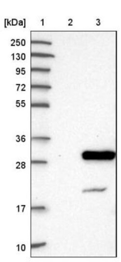 NXT2 Antibody, Novus Biologicals:Antibodies:Primary Antibodies