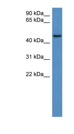 HAUS8 Antibody, Novus Biologicals:Antibodies:Primary Antibodies