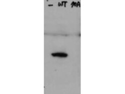 HAUS8, p Ser70 Antibody, Novus Biologicals 0.1mg; Unlabeled:Antibodies,