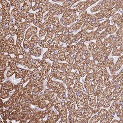 OAF Antibody, Novus Biologicals 25 &mu;L | Buy Online | Novus Biologicals | Fisher Scientific