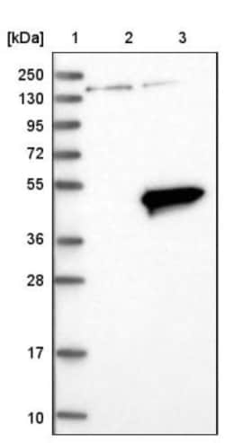 OAS1 Antibody, Novus Biologicals:Antibodies:Primary Antibodies
