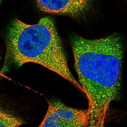 OAS3 Antibody, Novus Biologicals:Antibodies:Primary Antibodies
