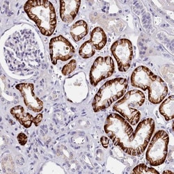OAS3 Antibody, Novus Biologicals:Antibodies:Primary Antibodies