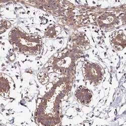 OAS3 Antibody, Novus Biologicals 25 &mu;L | Buy Online | Novus Biologicals | Fisher Scientific